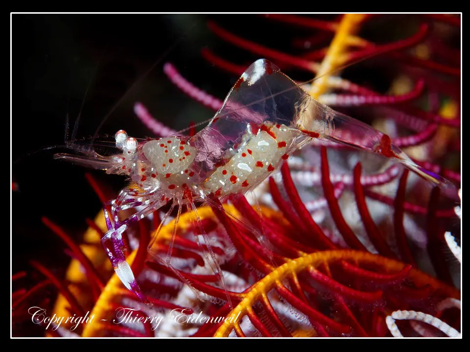 Anilao Macro Dive Media Highlight